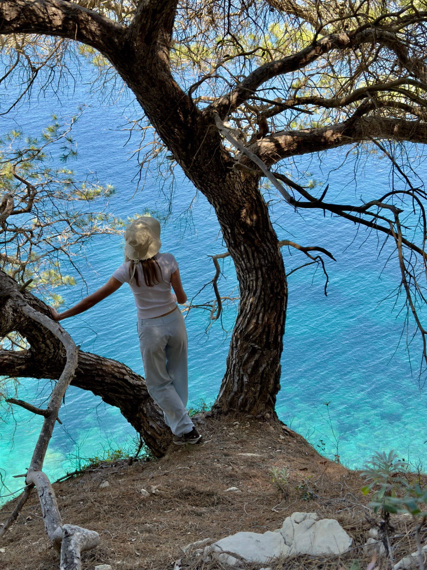 Barranco, pine tree framing the blue cove