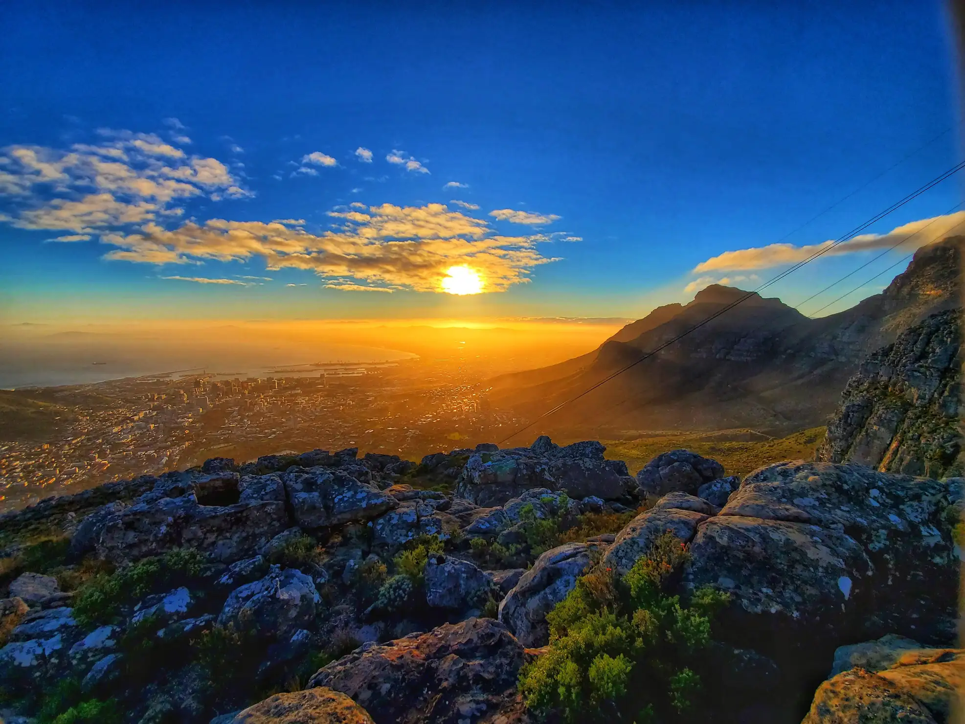 Little Lion's Head