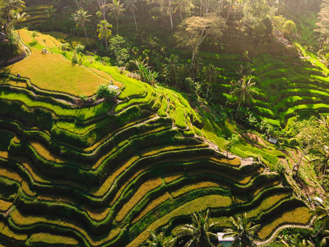 Bali hikes hero, rice terraces and tropical trails